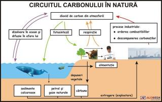 Circuitul carbonului in natura
