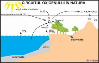 Circuitul oxigenului in natura