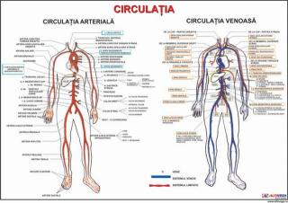 Circulatia (artere si vene)