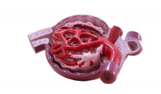 Corpuscul renal