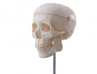 Craniu clasic