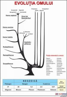 Evolutia umana