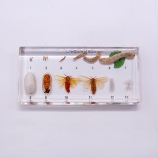Evolutia viermelui de matase- Bombyx mori