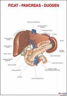 Ficat, pancreas si duoden
