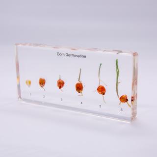 Germinarea Bobului de Porumb
