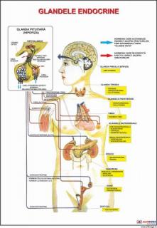 Glande endocrine (Sistemul endocrin)