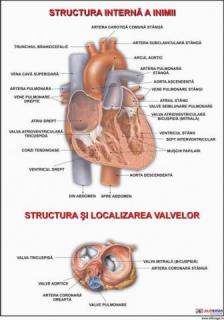 Inima (Anatomia inimii)