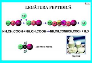 Legatura peptidica