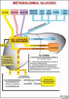 Metabolismul glucidic
