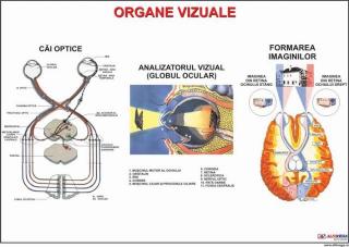 Organe vizuale