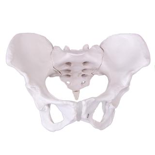 Pelvis cu ligamente la femeie
