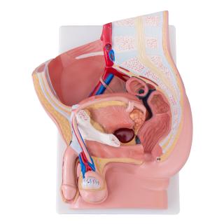 Pelvis masculin