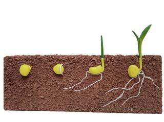 Porumb in faza de germinare