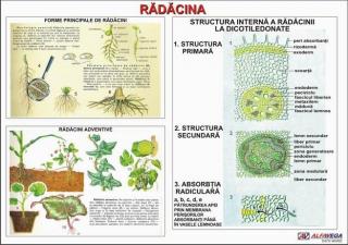 Radacina - tipuri de radacini