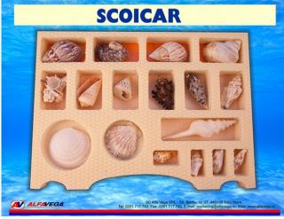 Scoicar