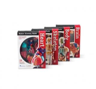 Set modele anatomie