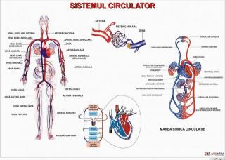 Sistemul circulator