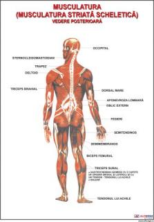 Sistemul muscular vedere posterioara