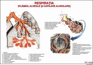 Sistemul respirator