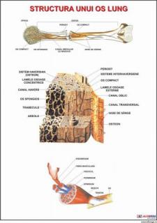 Structura unui os lung