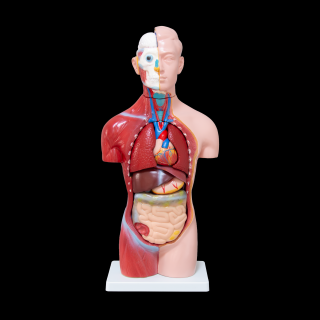 Tors uman -Model Anatomic Educational