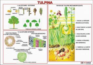 Tulpina