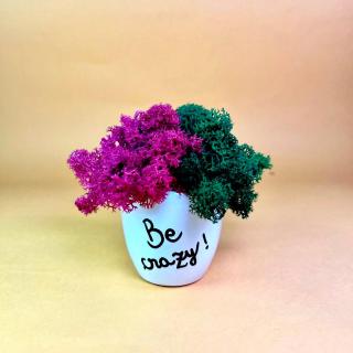 Aranjament Be crazy 9x9cm