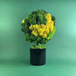 Copacel negru 25x13cm