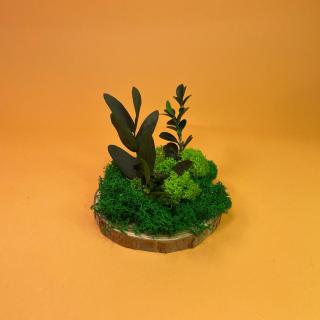 Felie de lemn cu licheni 10x10cm