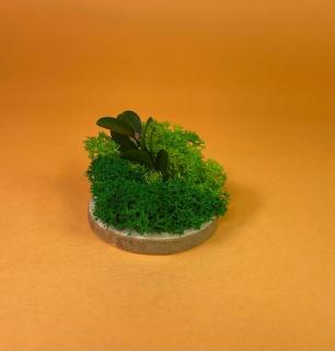 Felie de lemn cu licheni 6x6cm