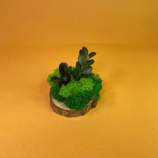 Felie de lemn cu licheni 7x7cm
