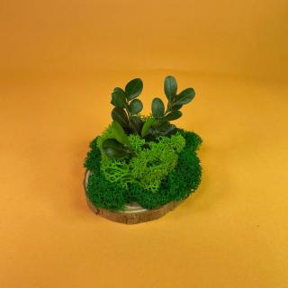 Felie de lemn cu licheni 8x8cm
