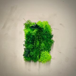 Magnet Liane 8x5cm