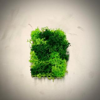 Magnet Vesnic Verde 8x5cm