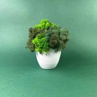 Mini vas cu licheni 9x9cm