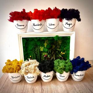Set Aranjamente Sentimente 9x9cm si Tablou Jungle 23x28cm