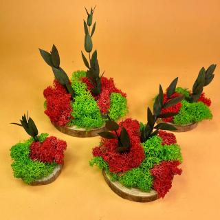 Set Felii de lemn cu licheni 6x6cm 7x7cm 8x8cm 10x10cm