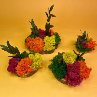 Set Felii de lemn cu licheni colorati 6x6cm 7x7cm 8x8cm 10x10cm