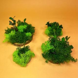 Set Felii de lemn cu licheni verzi 6x6cm 7x7cm 8x8cm 10x10cm