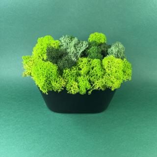 Vas cu licheni verzi 17x15cm